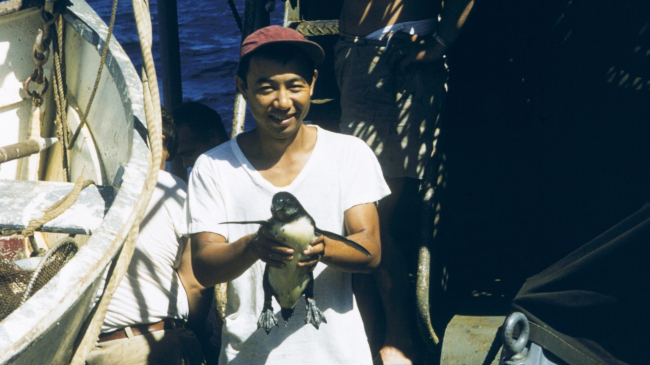 Fisheries scientist Bell Shimada holding a Galapagos Penguin, which are found in the Eastern Tropical Pacific Ocean. Bell was a pioneer in approaching fisheries science from an overarching ecological viewpoint.